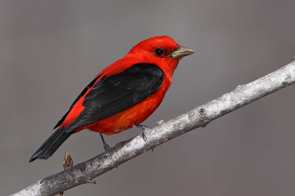 Scarlet Tanager © Russ Chantler